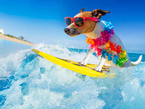 jack russell dog surfing on a wave , on ocean sea on summer vacation holidays, with cool sunglasses and flower chain